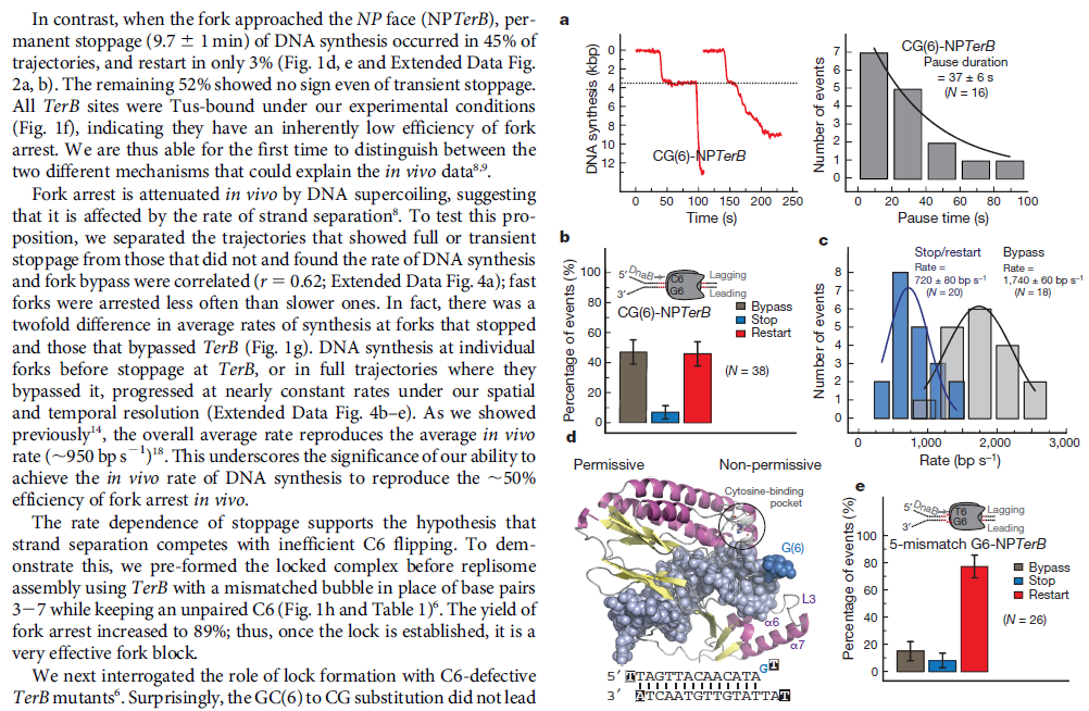 dna replication - DNA replication of prokaryotes - Page 2 Dna_replication_termination_nature_123456