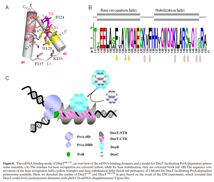 dna replication - DNA replication of prokaryotes - Page 2 Dna_T_12345