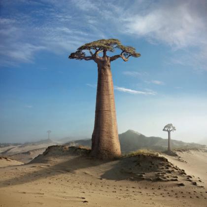 Bijesne lisice - Goran Tribuson - Page 2 Land_of_the_baobabs_by_kleemass-d37vf8i