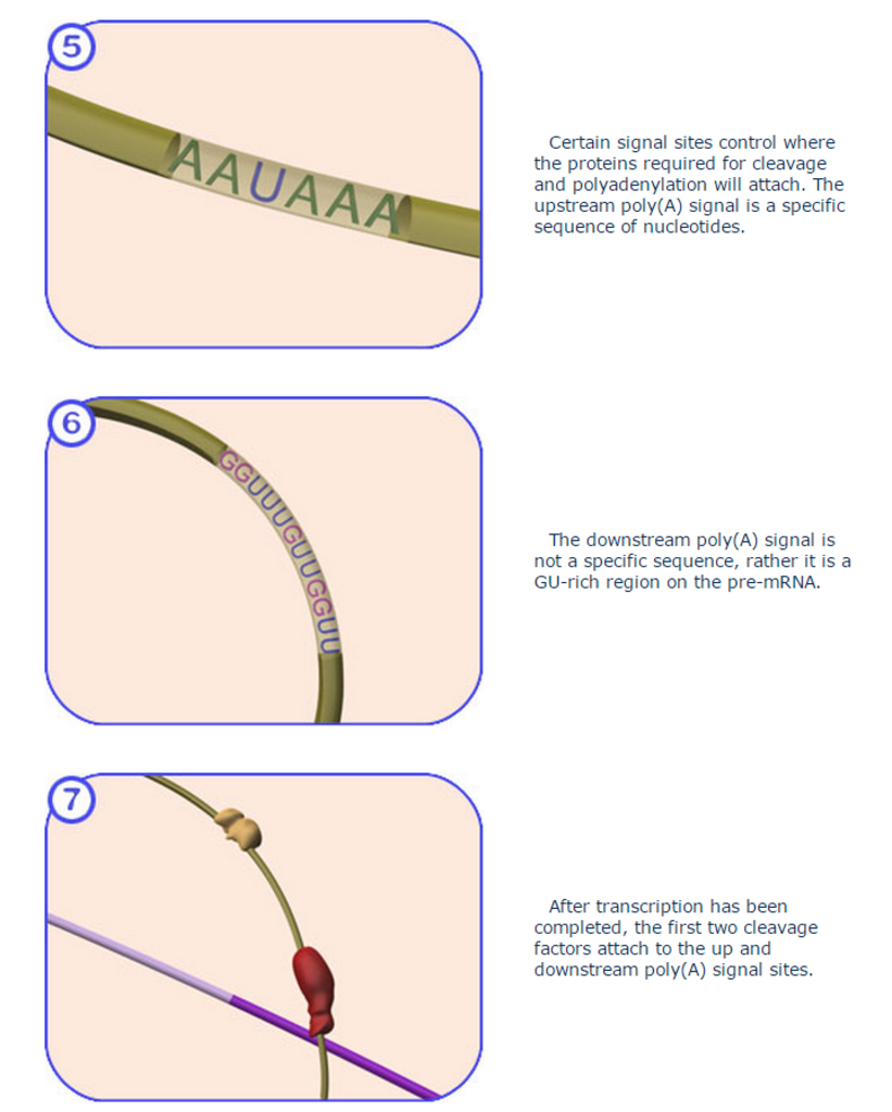 3'-end Cleavage and Polyadenylation. VCAC_Molecular_Processes_m_RNA_Processing_Adva
