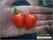 Sortiment cherry rajčat - Stránka 4 102_9932