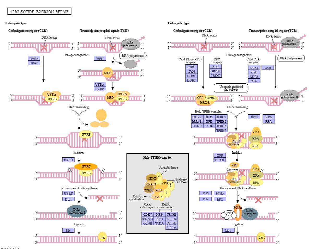 Error checking and  repair systems in the cell, amazing evidence of design KEGG_PATHWAY_Nucleotide_excision_repair