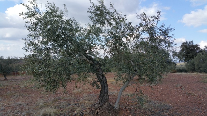 Poda de rejuvenecimiento (Álava) - Página 2 Olivos_chicos