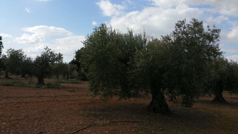¿Cómo asimila mejor el FÓSFORO el olivo? - Página 2 Olivos_m_pared2