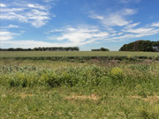 Otra gira por las Pampas Chatas DSC02376