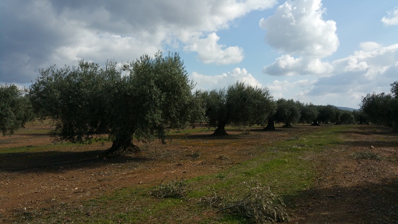 ¿Cómo asimila mejor el FÓSFORO el olivo? - Página 2 Olivos_mesa