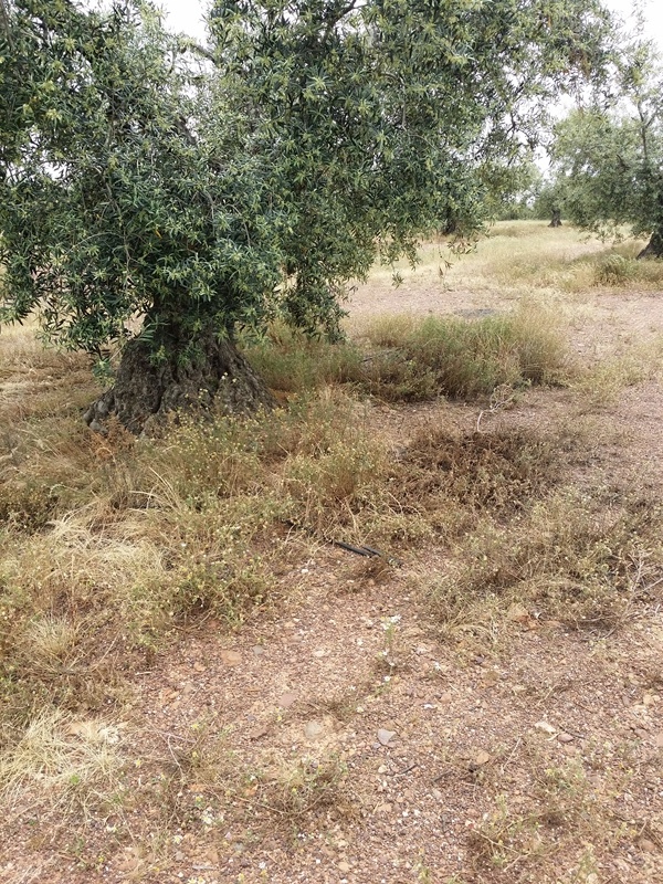 ¿Cómo eliminar esta hierba? (Jaén) 20150508_133341