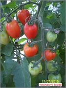 Sortiment cherry rajčat - Stránka 4 102_9931