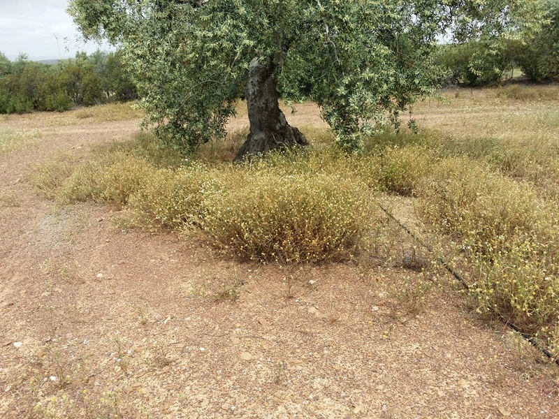 ¿Cómo eliminar esta hierba? (Jaén) 20150508_133442