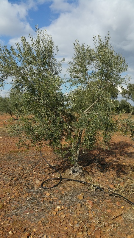 Poda de rejuvenecimiento (Álava) - Página 2 Olivos_chicos2