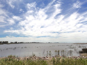 Otra gira por las Pampas Chatas DSC02385