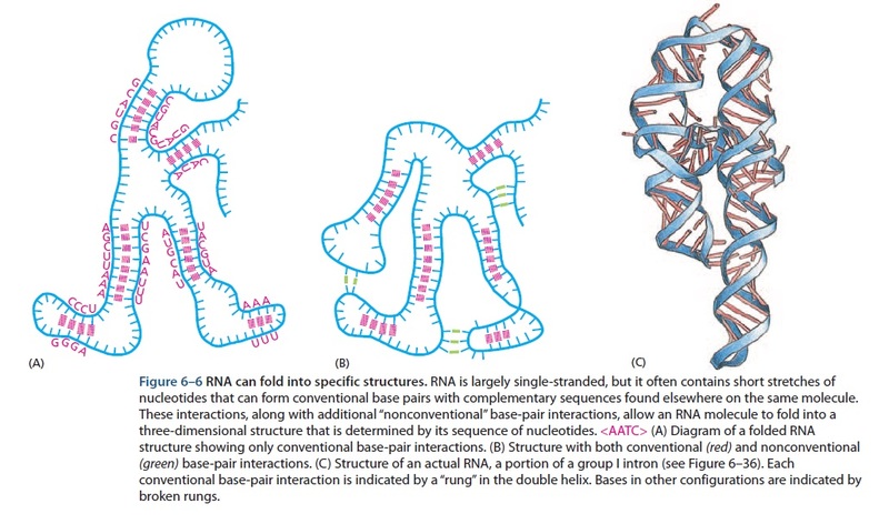 No evidence that RNA molecules ever had the broad range of catalytic activities Sem_t_tulo