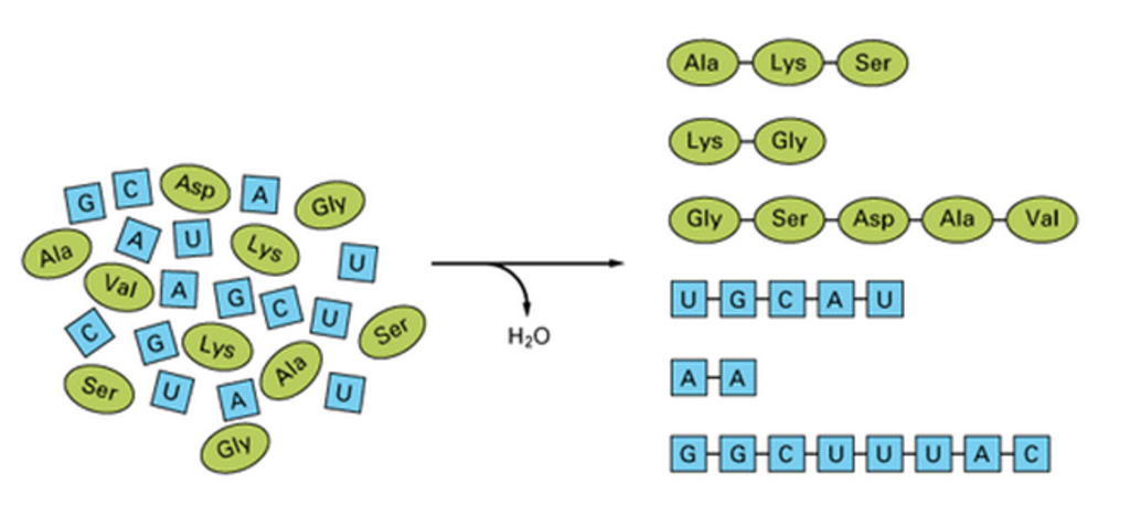 The RNA world, and the origins of life Www_bioon_com_book_biology_mboc_mboc_cgi_action