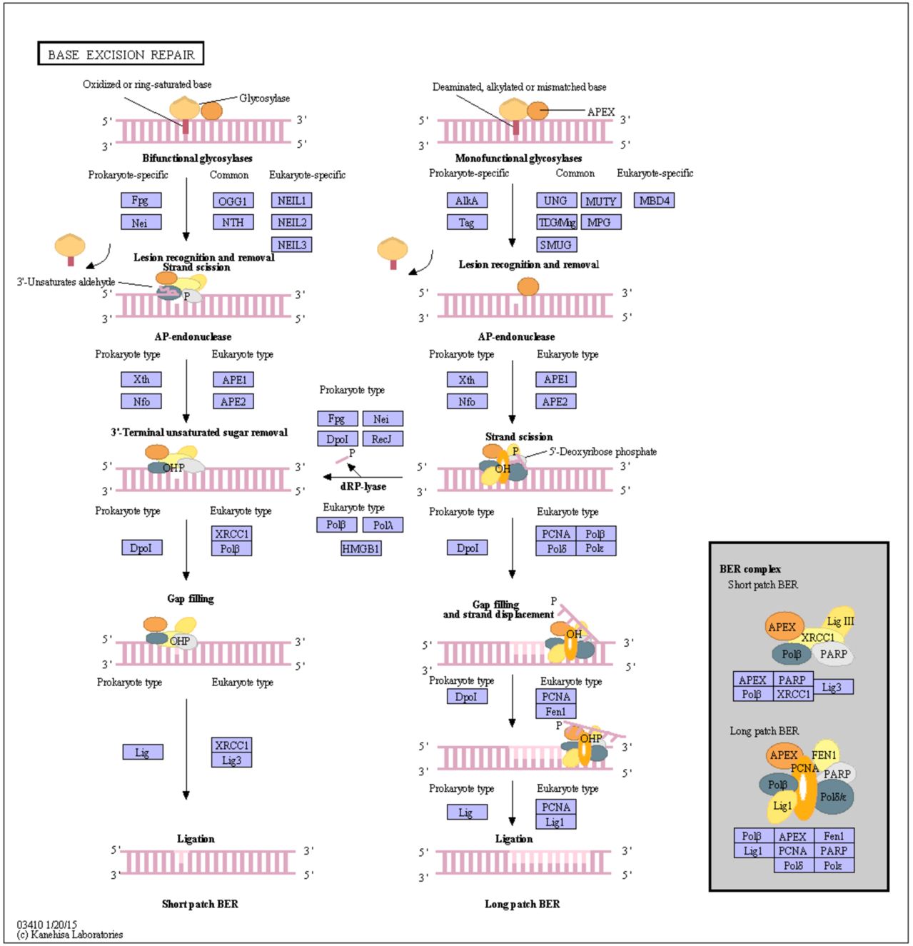 dna repair - Error checking and  repair systems in the cell, amazing evidence of design KEGG_PATHWAY_Base_excision_repair