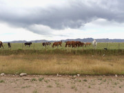 Otra gira por las Pampas Chatas DSC02358