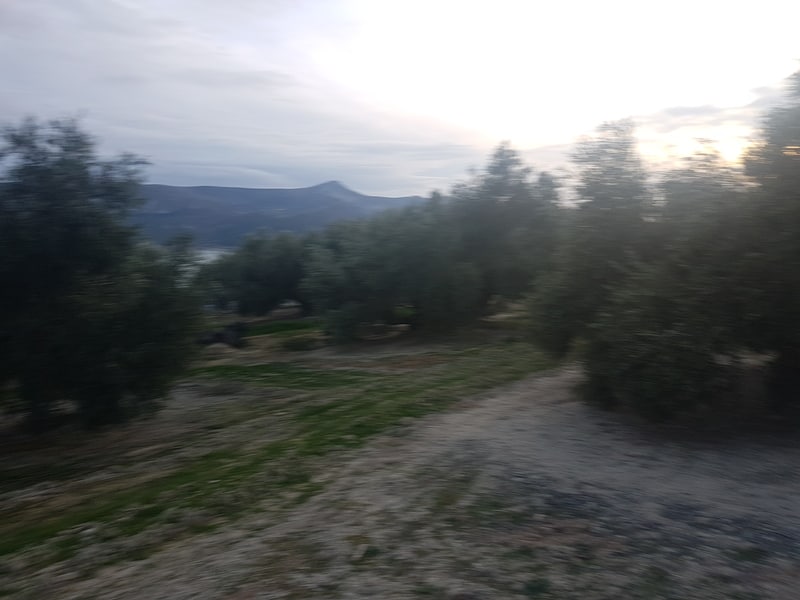 Intercalar olivos en plantación tradicional (Córdoba) Olivos_oscar2