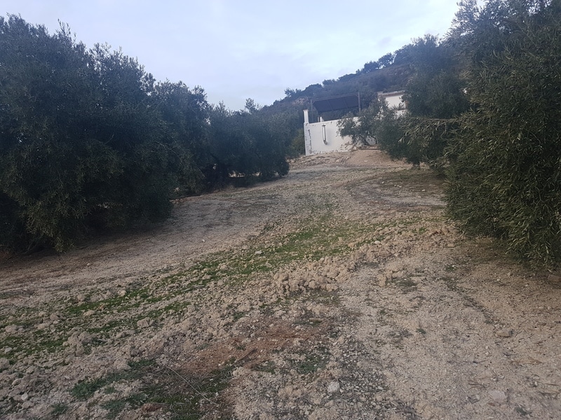 Intercalar olivos en plantación tradicional (Córdoba) Olivos_oscar3