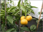Citrusy v zimě DSCF0062