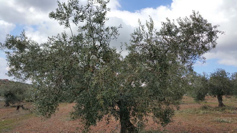 ¿Cómo asimila mejor el FÓSFORO el olivo? - Página 2 Olivos_delantera2