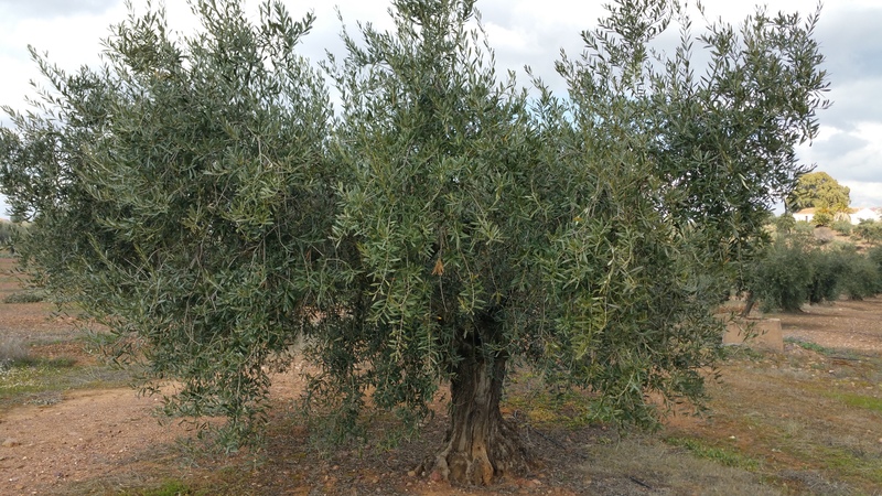 ¿Cómo asimila mejor el FÓSFORO el olivo? - Página 2 Olivos_cerro