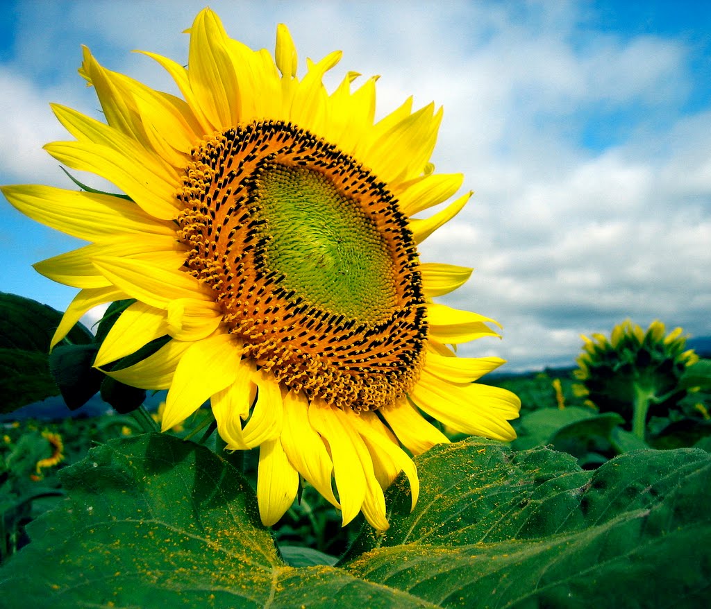 Chúc mừng sinh nhật Anzu Mazaki (Tea Gardner) ngày 18 tháng 8 xinh đẹp, nhân ái, dễ mến  Sunflower04
