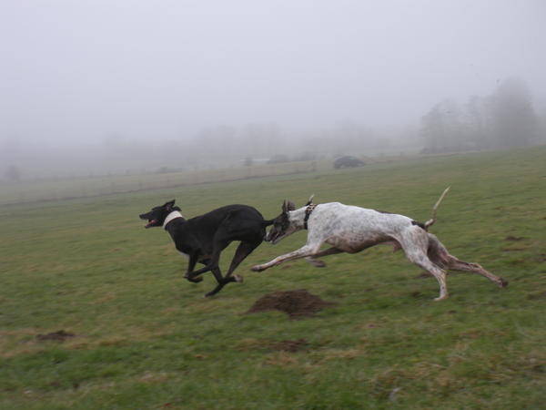 Galgo MATTEO aus Andalusien sucht ... -Galgo Lovers- - Seite 6 3622232