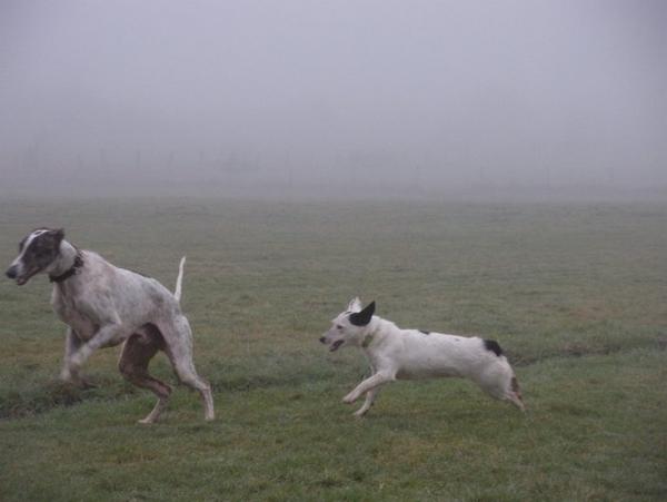 Galgo MATTEO aus Andalusien sucht ... -Galgo Lovers- - Seite 6 3630157