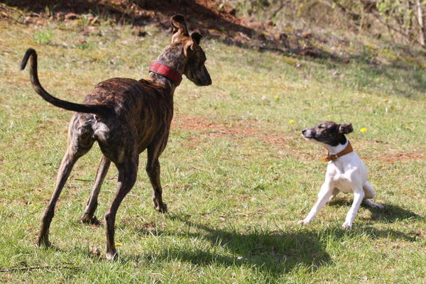 Ratonera-Mix Estee (jetzt KIKA) aus San Anton ... Galgo-Lovers.org 4227355