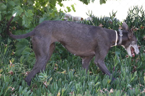 Galga CHEYENNE aus Murcia sucht ... 4680722