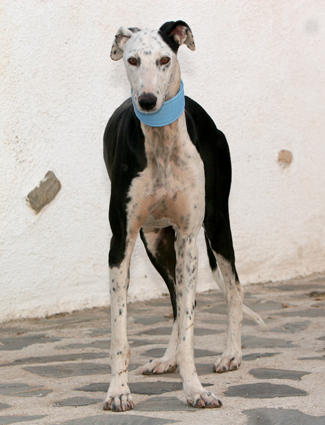 Galgo REY aus Murcia sucht ... reserviert! 4740384