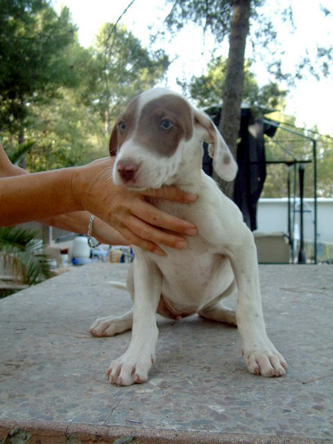 Podenco-Mix JODIE aus Murcia sucht ... Hunde aus dem Süden 4796548