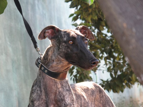 Galga Astra aus San Anton sucht ... 5161385