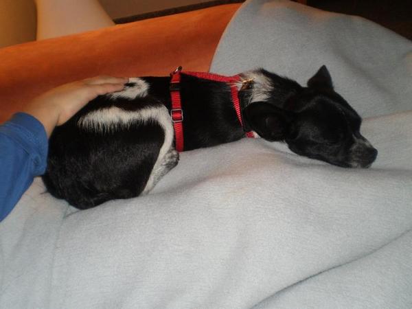 Chihuahua-Mix MICKA aus Murcia sucht ... 5292813