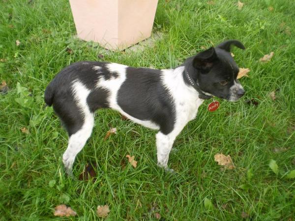 Chihuahua-Mix MICKA aus Murcia sucht ... 5366820