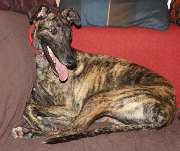 Galgo NEO aus San Anton sucht ... - Seite 4 5754028