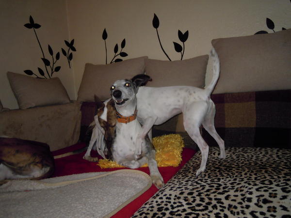 Galga ALICE aus Andalusien sucht ... WIN-Lux - Seite 2 5914630