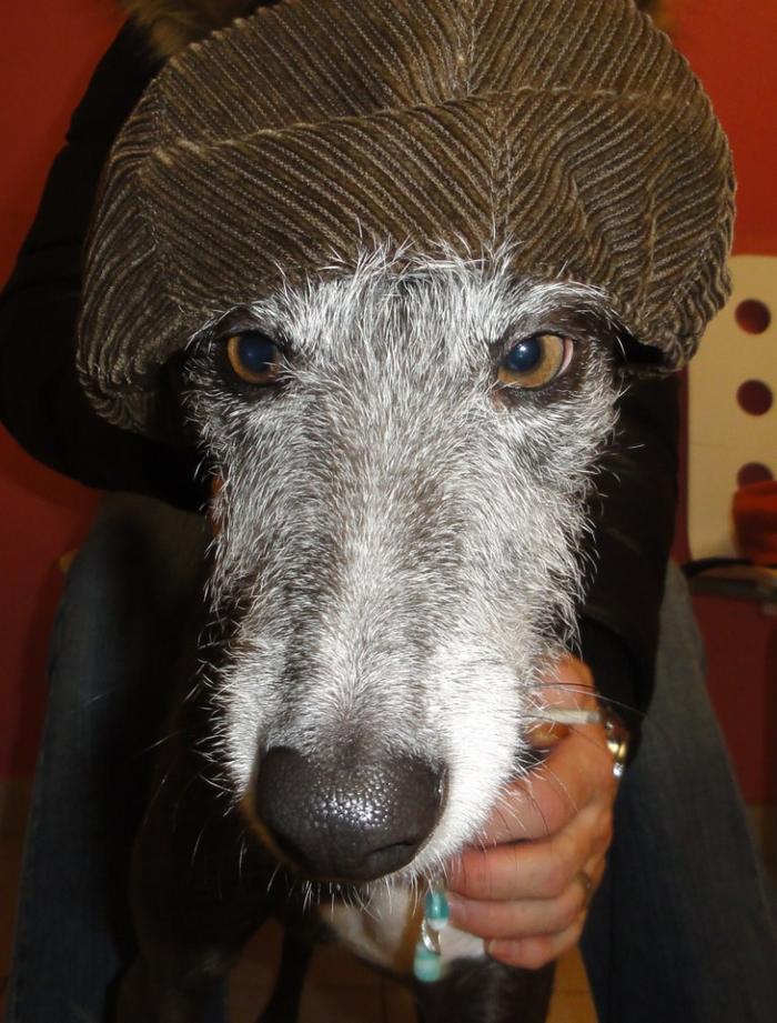 Galga CHEYENNE aus Murcia sucht ... - Seite 3 5974349