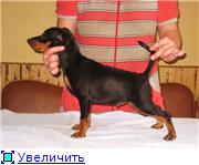 Tchernaja Kalitva kennel B2506f1335e9t