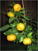 Mandariny - Citrus reticulata, unshiu, deliciosa apod. - Stránka 3 3_11_2014_Miyagawa_detail_night