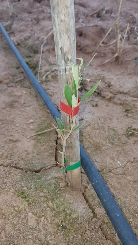 Plantación nueva con problemas en algunos olivos (Badajoz) 20171117