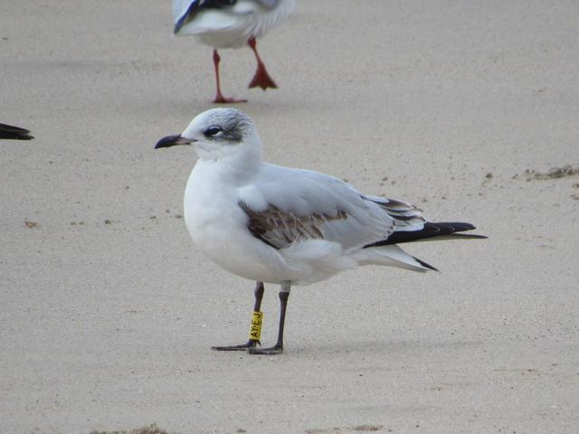 Larus melanocephalus - anilhas amarelas - Alemanha IMG_1524