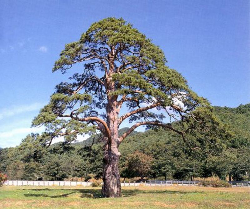 American Bonsai at the NC Arboretum - Page 34 Image