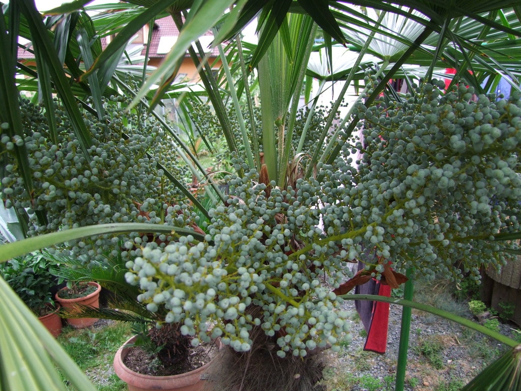 Trachycarpus fortunei  - Stránka 24 DSCF7122