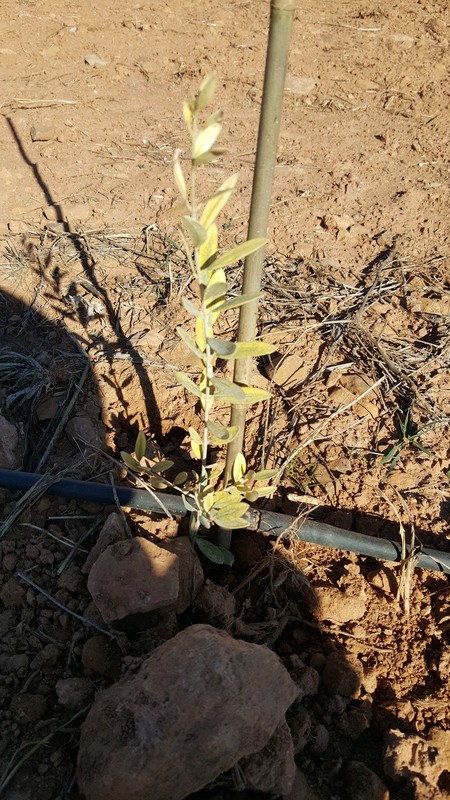 Plantación nueva con problemas en algunos olivos (Badajoz) 20171122