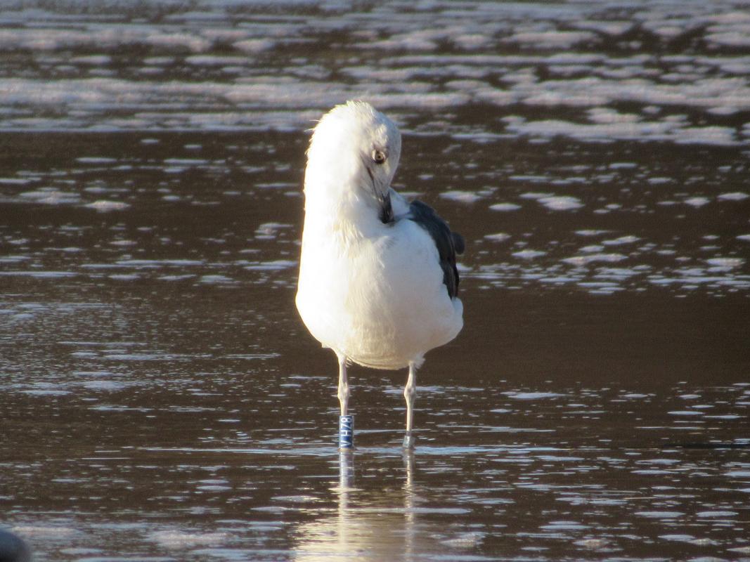 Larus fuscus - anilhas azuis - Dinamarca (Tommy Pedersen) - Página 2 IMG_3016