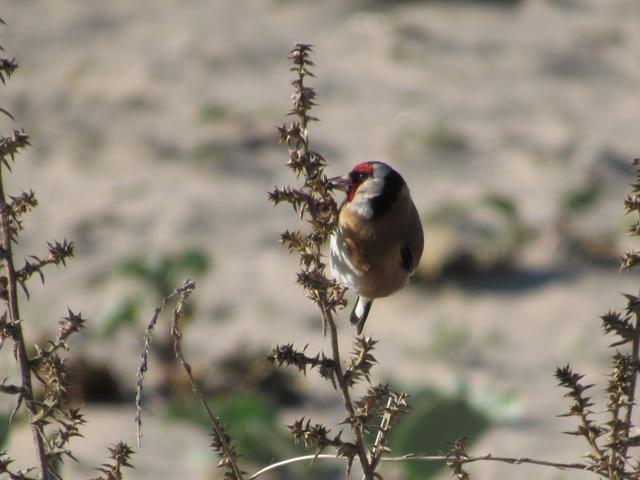 Pintassilgo (carduelis carduelis) IMG_3134