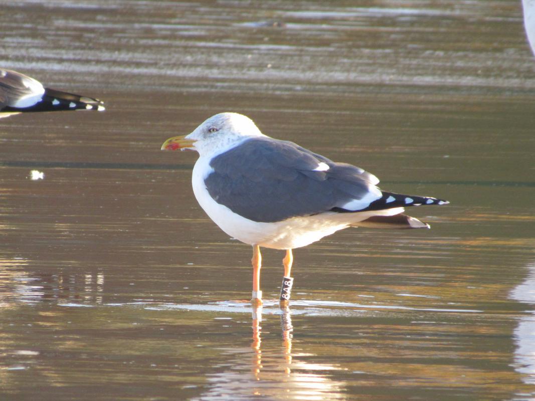 Larus fuscus - anilhas pretas - ilhas do canal da Mancha (Paul Veron) - Página 7 IMG_2493