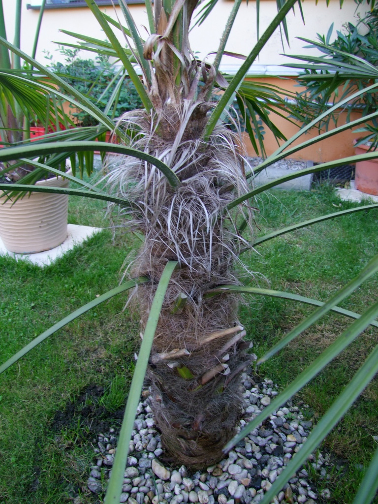 Trachycarpus fortunei  - Stránka 23 DSCF6110