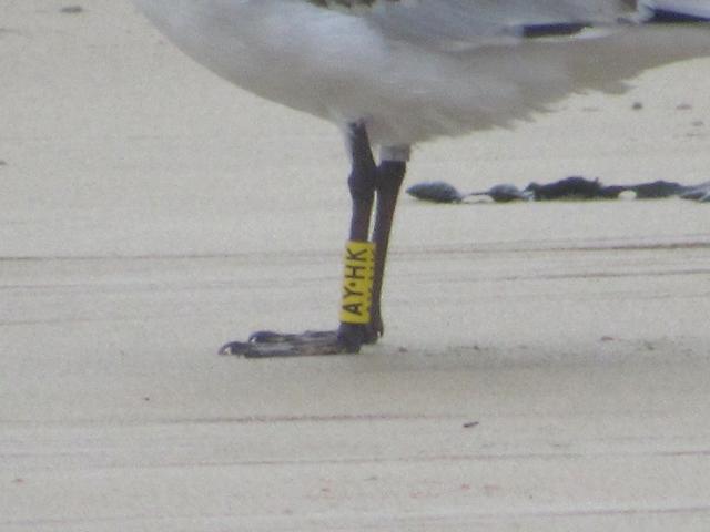 Larus melanocephalus - anilhas amarelas - Alemanha GCP_2