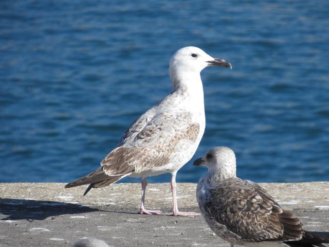 Gaivota-do-cáspio (Larus cachinnans) I IMG_2615